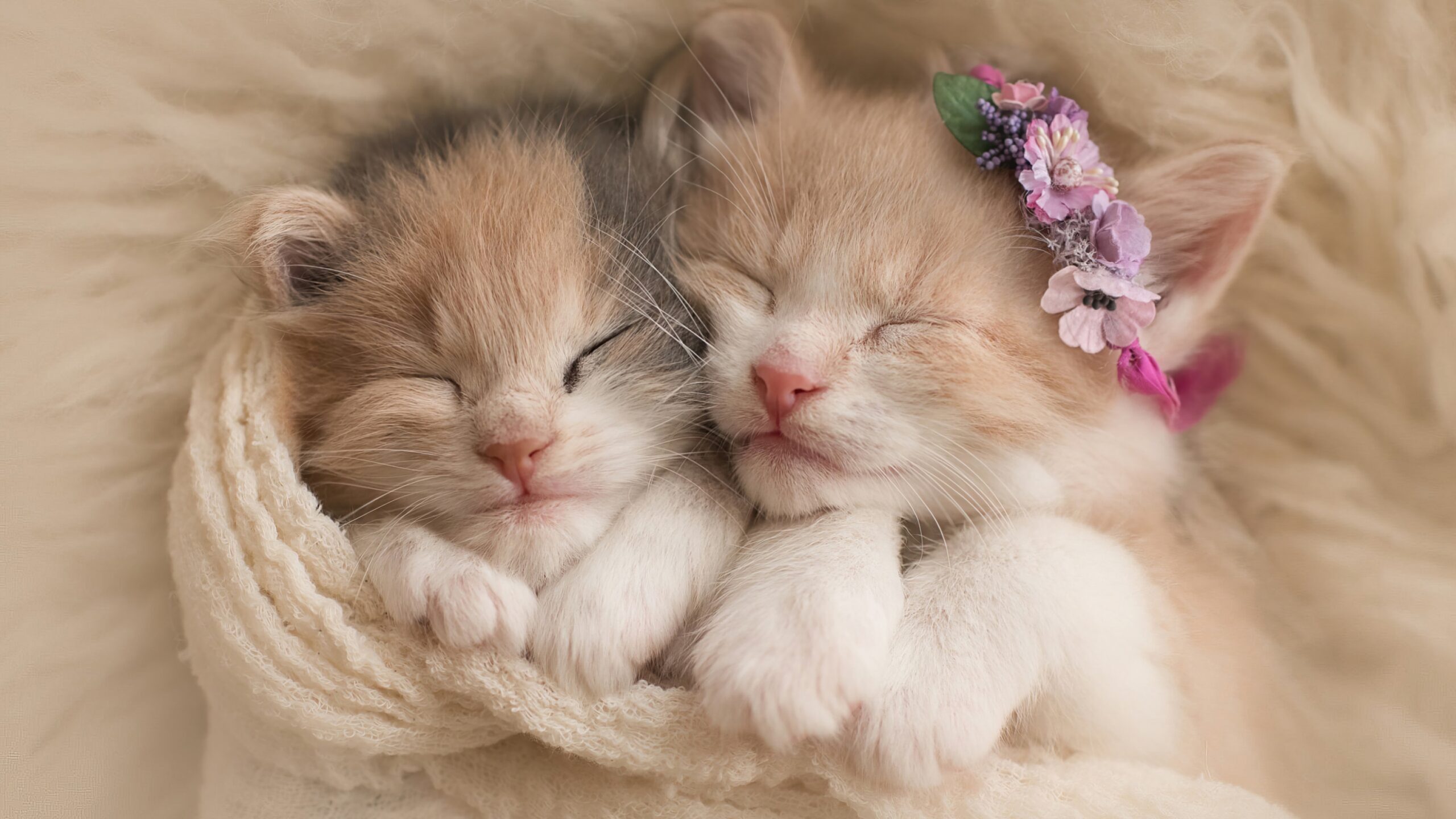  4 3346 Kittens Cute Cat 4K Wallpaper