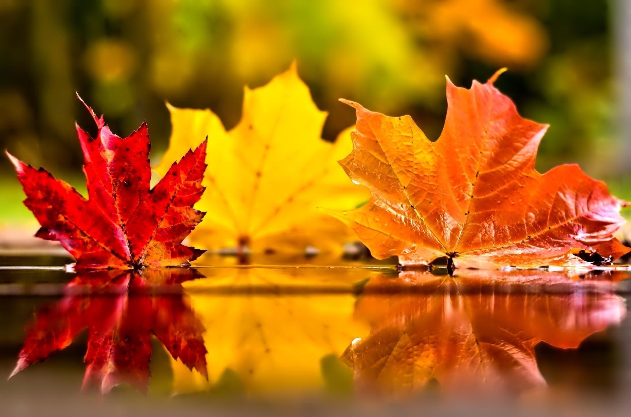 Beautiful November Wallpapers Top Free Beautiful November Backgrounds