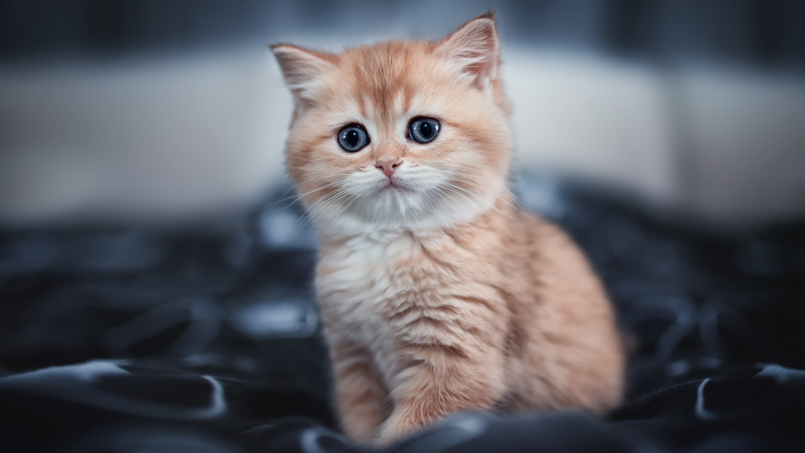 Cute Kitten 4k Wallpaper HD Animals Wallpapers 4k Wallpapers Images
